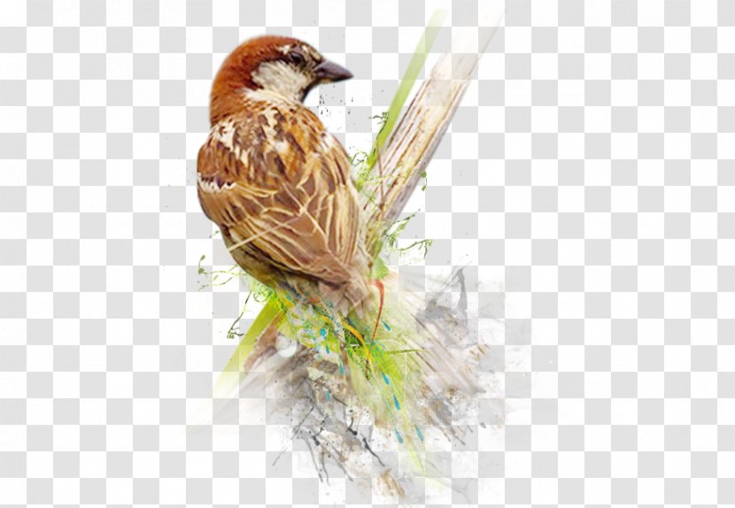 House Sparrow Bird World Day - Feather Transparent PNG