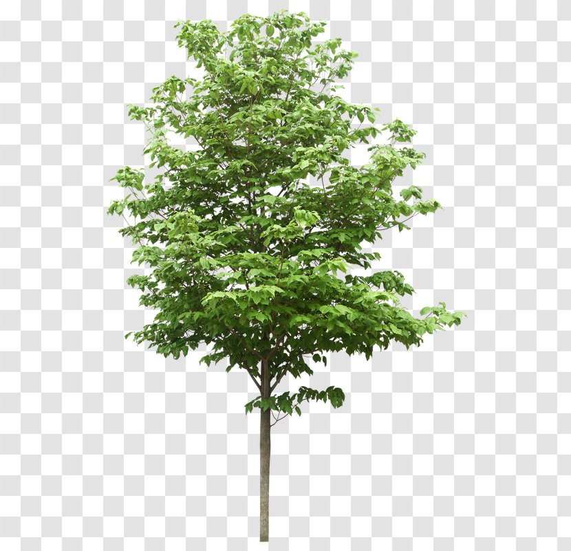 Tree Structure Oak Stock Photography Clip Art - Plants Transparent PNG