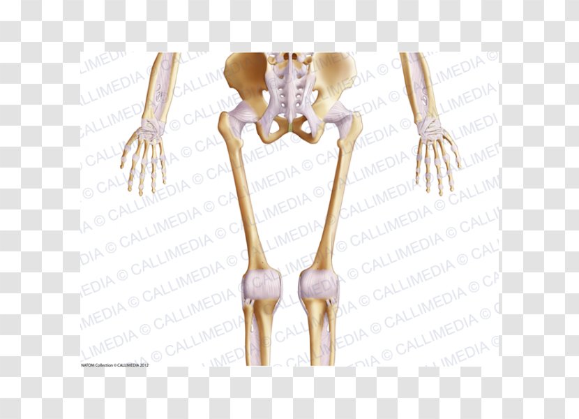 Finger Human Skeleton Shoulder Body - Tree Transparent PNG
