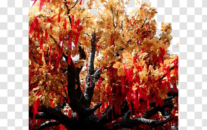 Japan Maple Leaf Tree Carnival - Autumn - Wishing Transparent PNG
