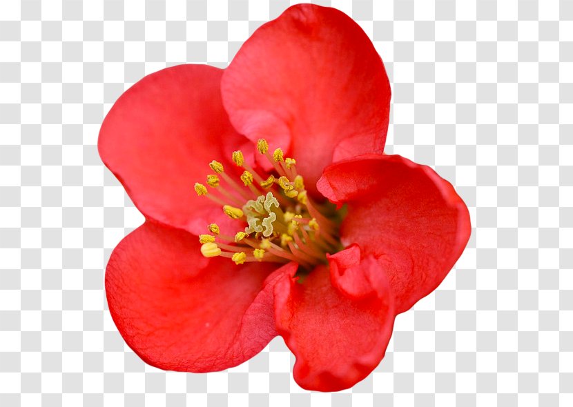 Chaenomeles Speciosa Japonica Flower Red Shrub - Watercolor Rose Transparent PNG