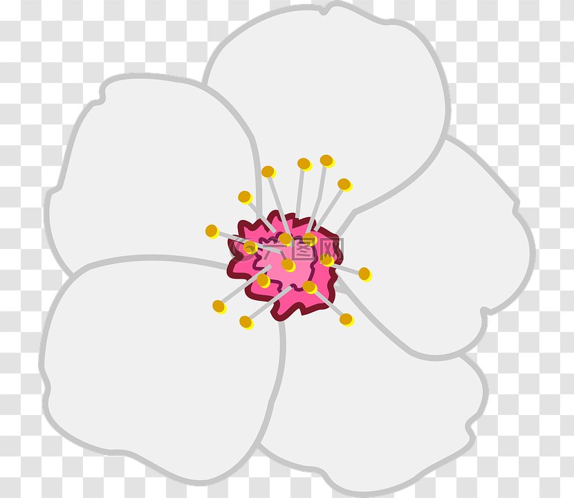 Cherry Blossom Vector Graphics Clip Art Cherries - Flowering Plant - Almond Joy Transparent PNG