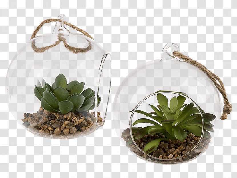 Crystal Ball Succulent Plant Glass Cactaceae Common Houseleek - El Oso Pardo Transparent PNG