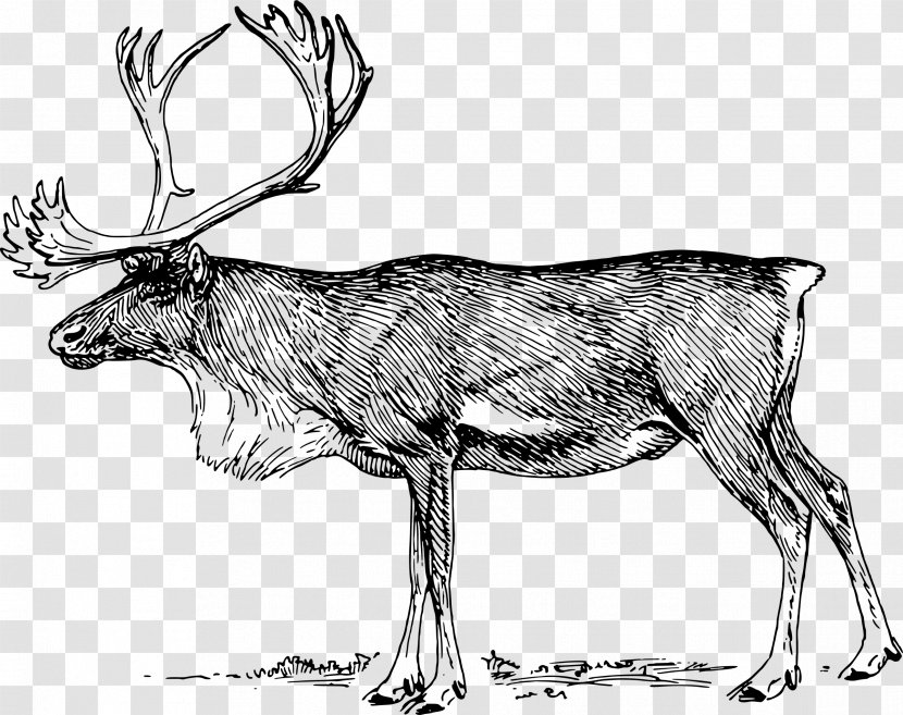 Reindeer Elk Clip Art - Vertebrate Transparent PNG