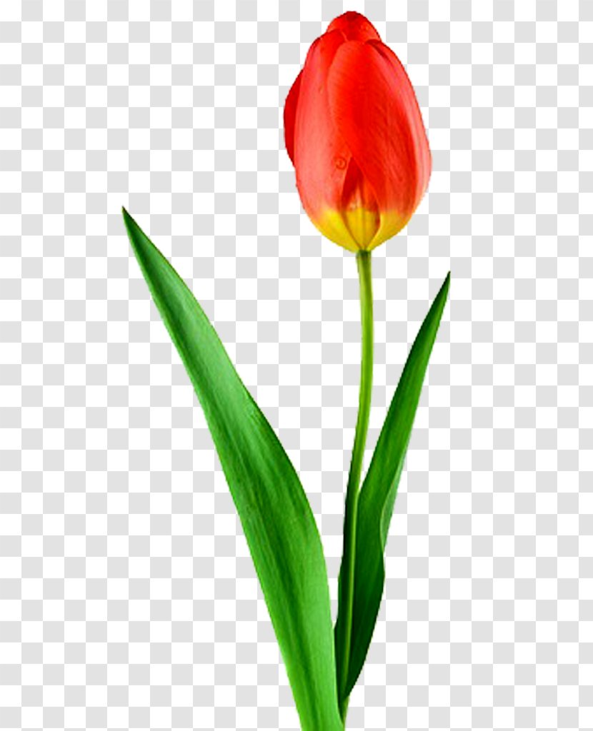 Tulip Desktop Wallpaper Flower High-definition Television Display Resolution - Bouquet - Rosa Transparent PNG