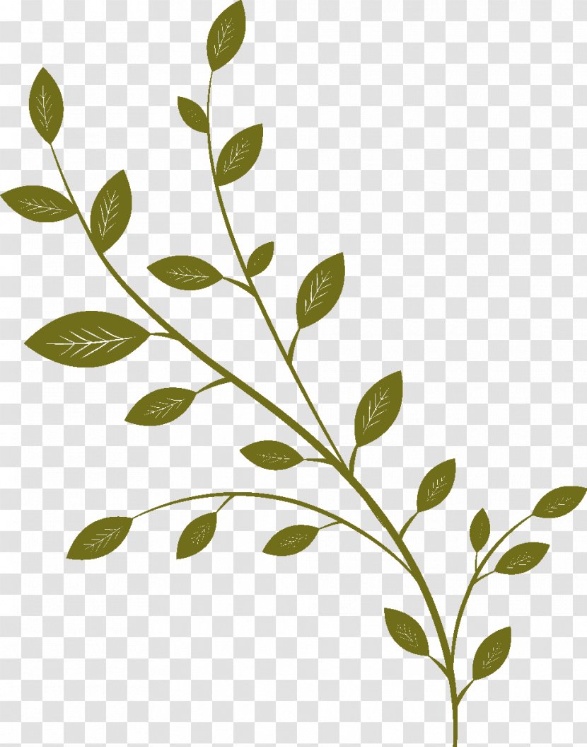 Twig Drawing Cartoon Follaje - Tender Green Leaves Transparent PNG