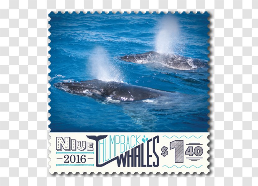 Killer Whale Water Dolphin Cetaceans - Humpback Transparent PNG
