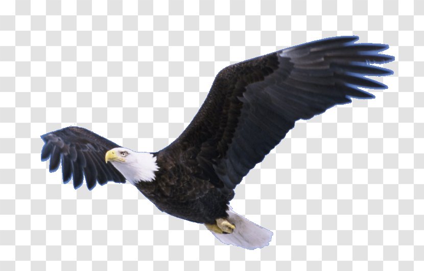 Neversink Reservoir Bald Eagle Bradley Bird - System - Flying Transparent Transparent PNG
