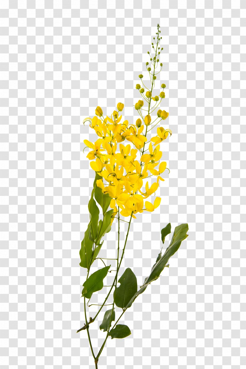 Golden Shower Tree Flower Yellow Stock Photography Plant - Branch - Camphor Transparent PNG