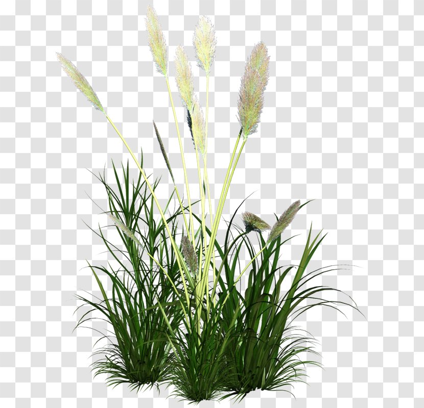 Icon - Flower - Reed Grass Ornament Transparent PNG