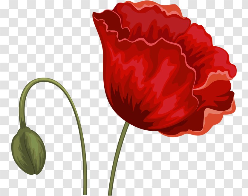 Flower Tulip Red Transparent PNG