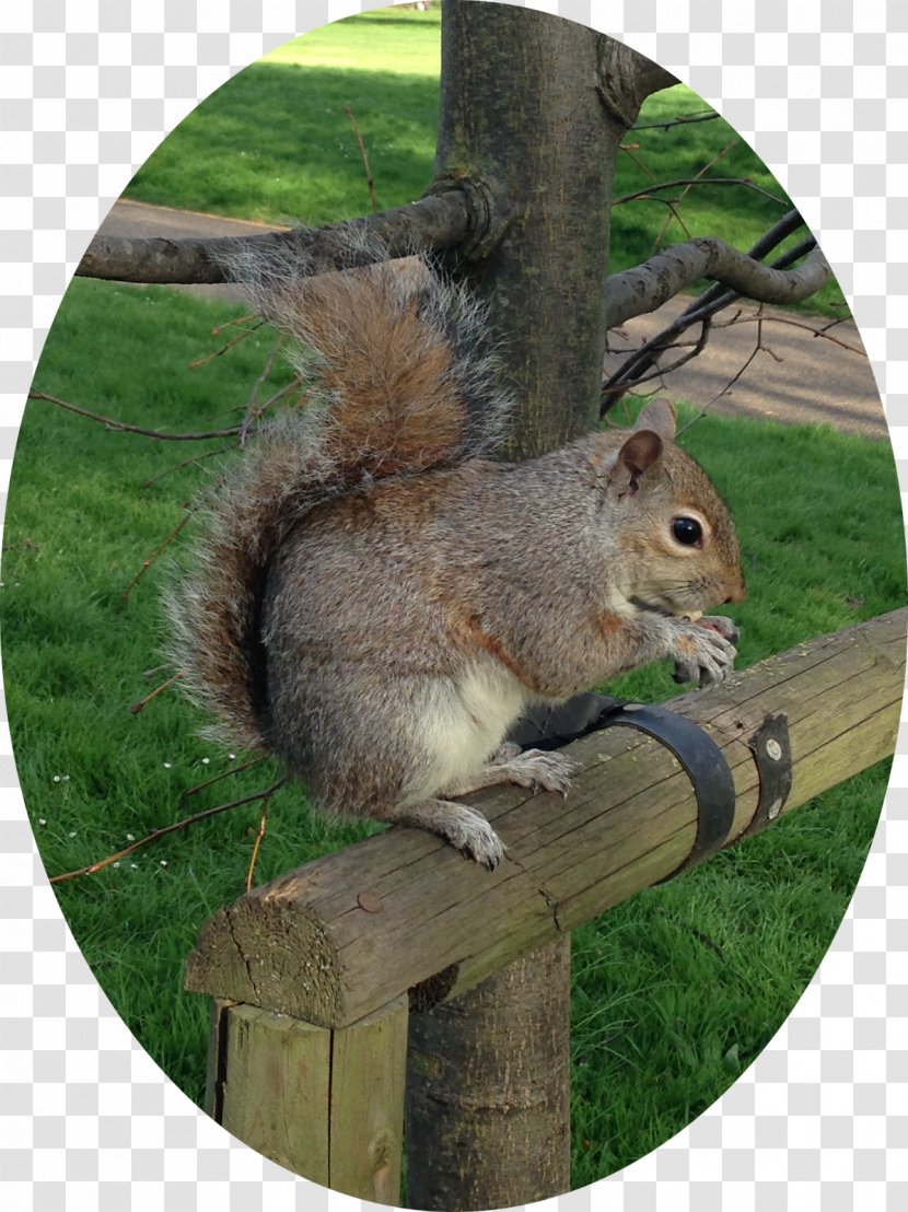 Fox Squirrel Chipmunk 02021 Fauna Transparent PNG