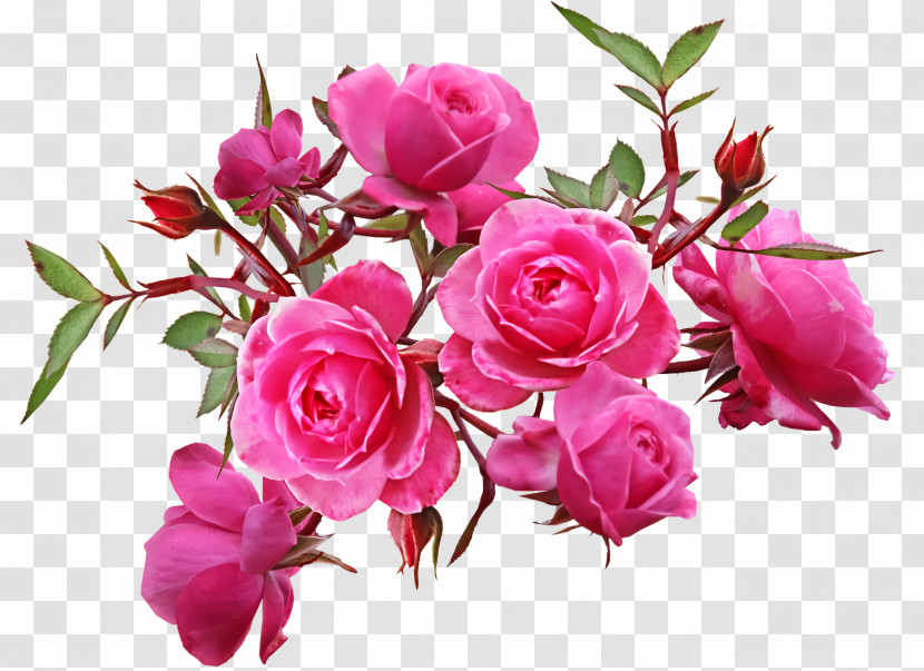 Garden Roses Transparent PNG