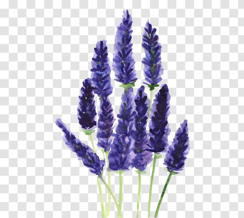 Lavender Drawing Watercolor Painting Plant Clip Art - Hyacinth - Lavander Transparent PNG