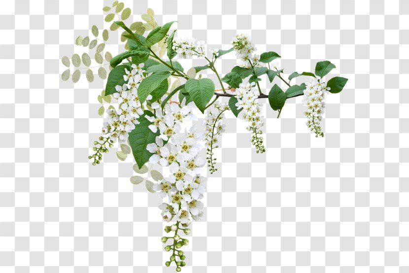 Prunus Padus Белая черёмуха White Color - Inflorescence - Anemones Transparent PNG