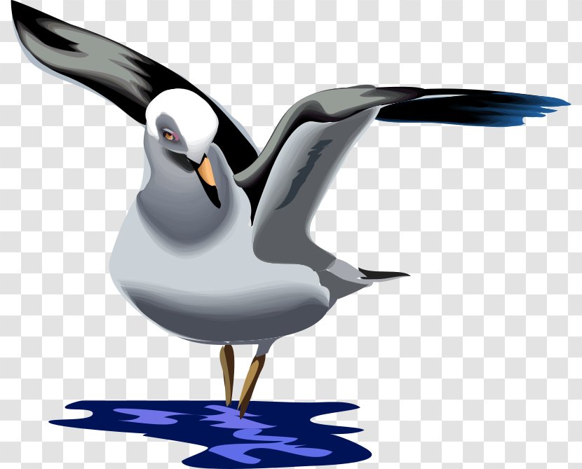 Gulls Great Black-backed Gull European Herring Clip Art Vector Graphics - Bird - Gaivota Azul Transparent PNG