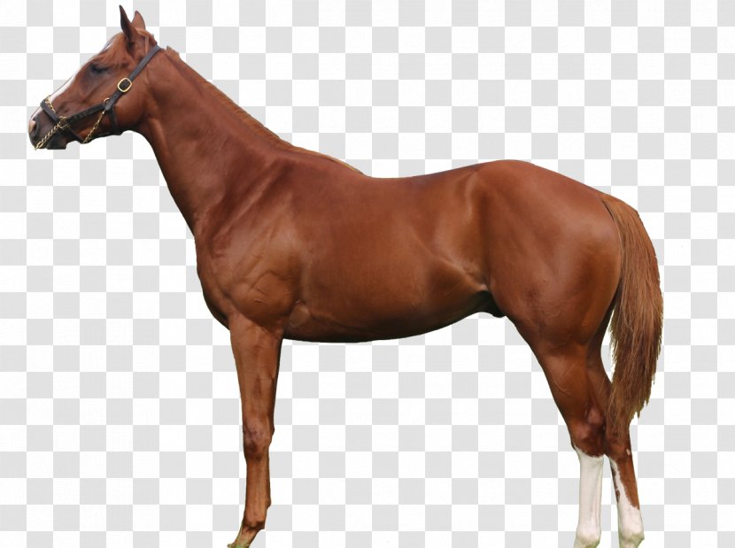 Thoroughbred Trakehner Arabian Horse American Quarter Mare - Mane - The Exempts Transparent PNG