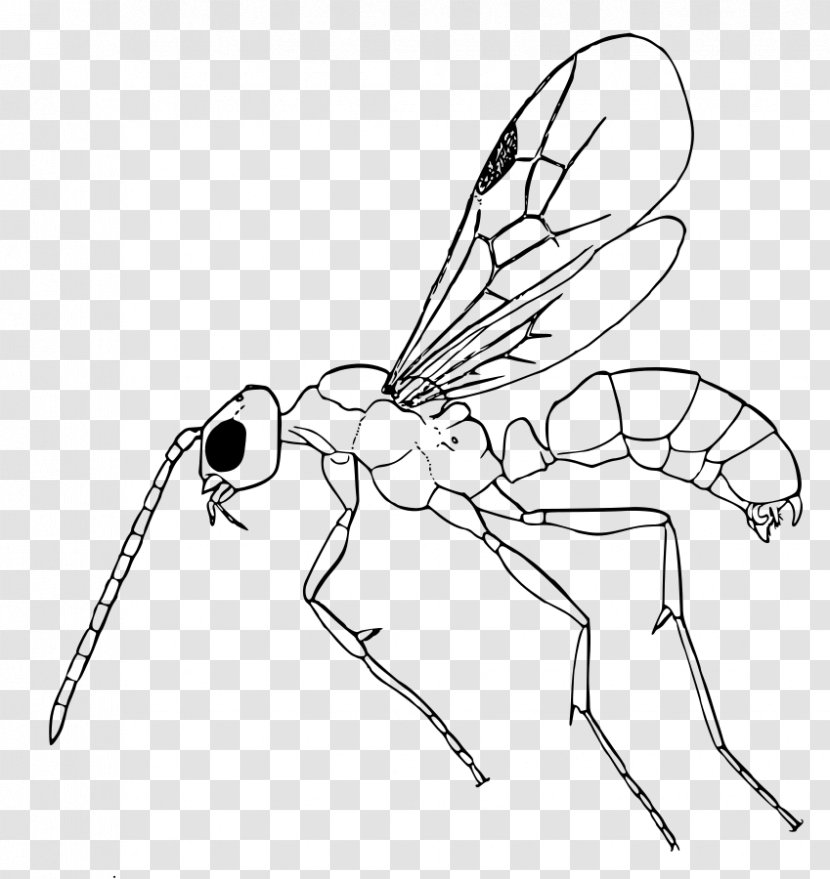 Insect White Line Art Pest Wing - Fly Membranewinged Transparent PNG
