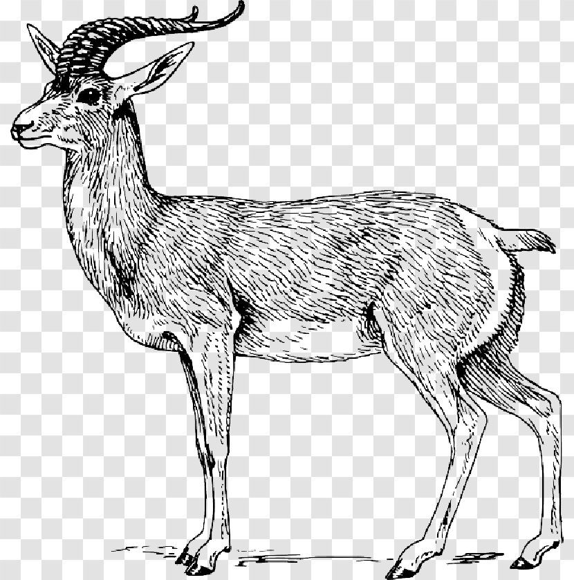 Antelope Clip Art Bovidae Gazelle Common Eland - Terrestrial Animal - Goat Drawing Transparent PNG