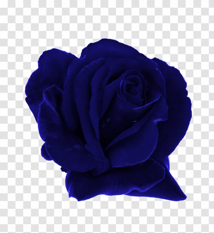 Garden Roses Blue Rose Rosaceae Dew - Flowering Plant Transparent PNG