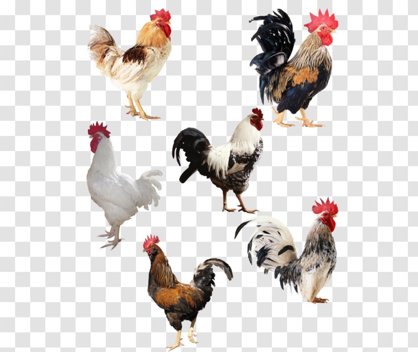 Rooster Chicken Desktop Wallpaper Clip Art - Livestock Transparent PNG