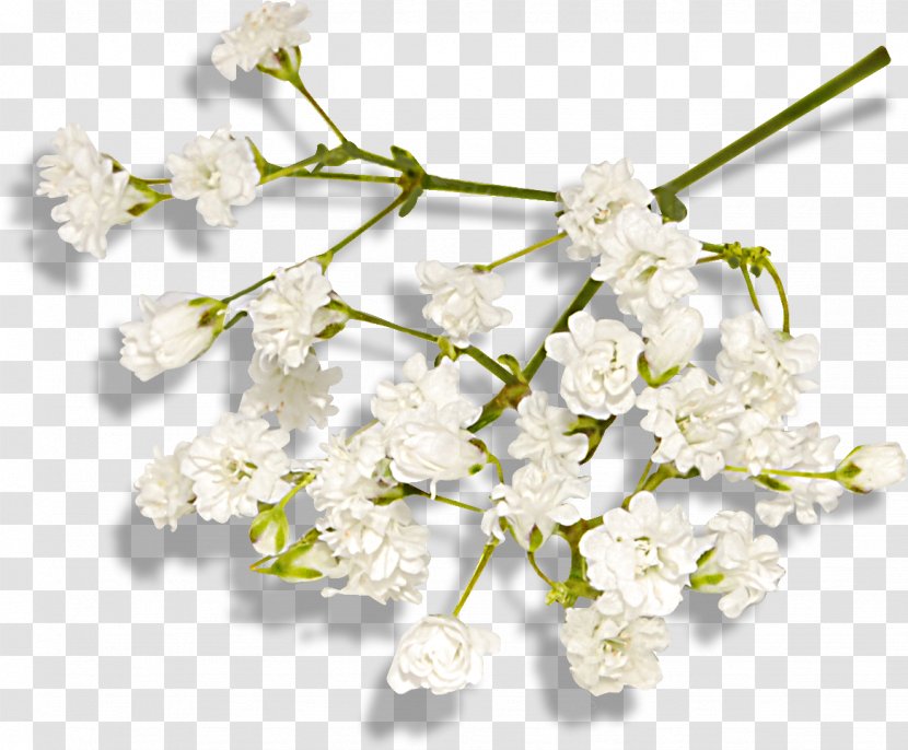 Clip Art Flower Finnick ST.AU.150 MIN.V.UNC.NR AD - Advertising Transparent PNG