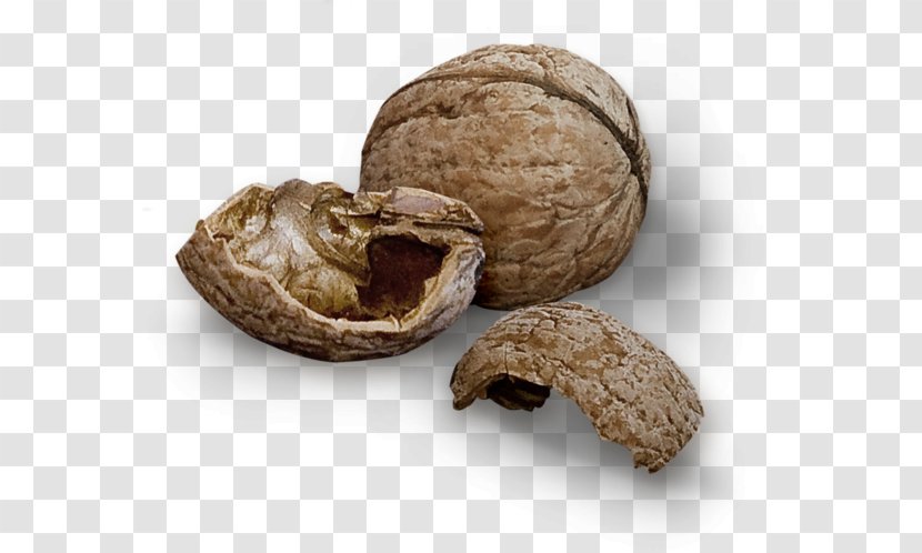Walnut Fruit Free Juglans - Broken Open Transparent PNG