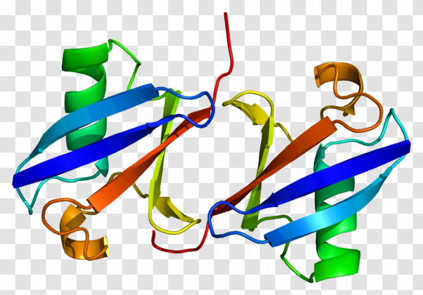 Ubiquitin C B A-52 Residue Ribosomal Protein Fusion Product 1 - Flower - Frame Transparent PNG