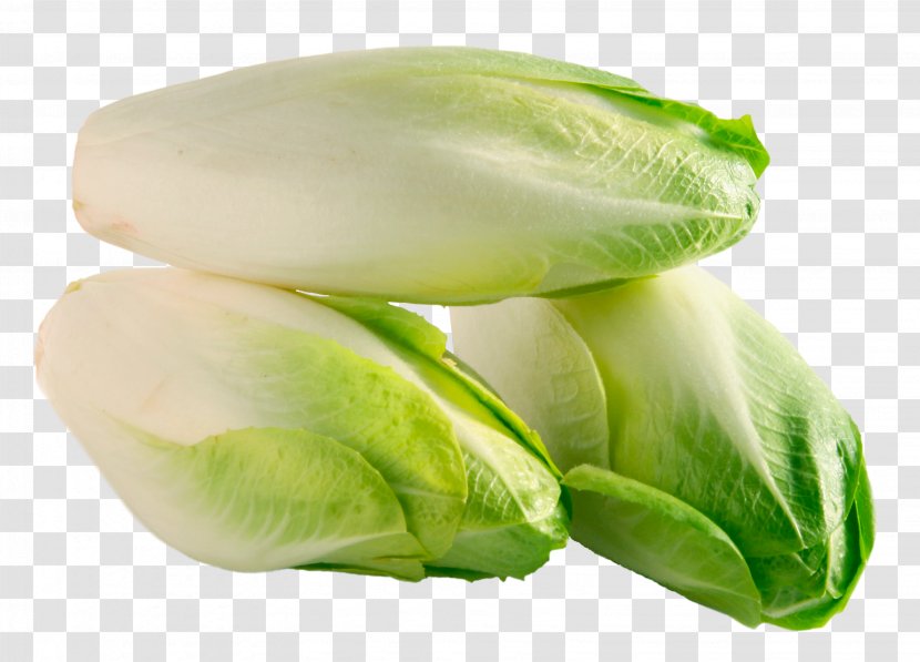Endive Cichorium Endivia Dict.cc Chicory Translation - Lettuce Transparent PNG