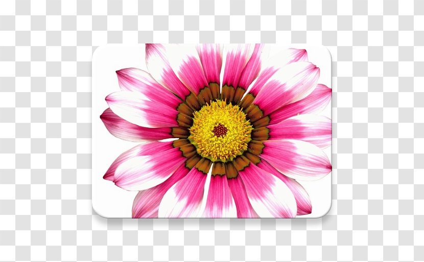 Transvaal Daisy Flower Chrysanthemum Petal Blume - Common Transparent PNG