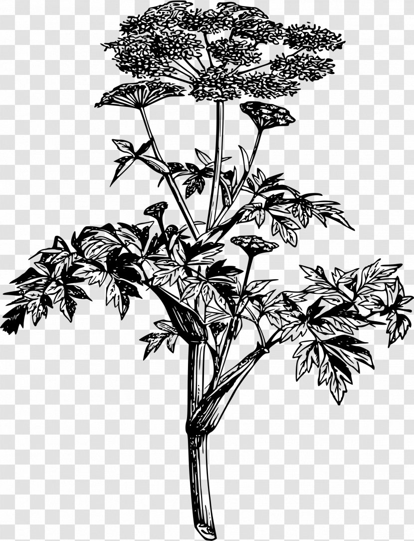 Angelica Archangelica Plant Drawing Root - Flower - Black Transparent PNG