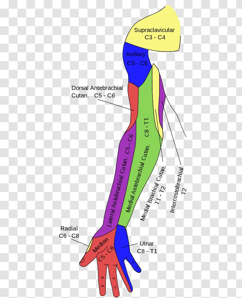 Gray's Anatomy Median Nerve Ulnar Axillary - Cartoon - The Upper Arm Transparent PNG