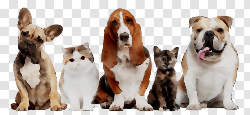 Dog British Longhair Singapura Cat Pet Puppy - Basset Hound - Food Transparent PNG
