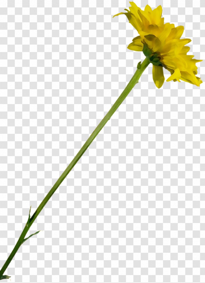 Flower Flowering Plant Yellow Pedicel - Wildflower Cut Flowers Transparent PNG
