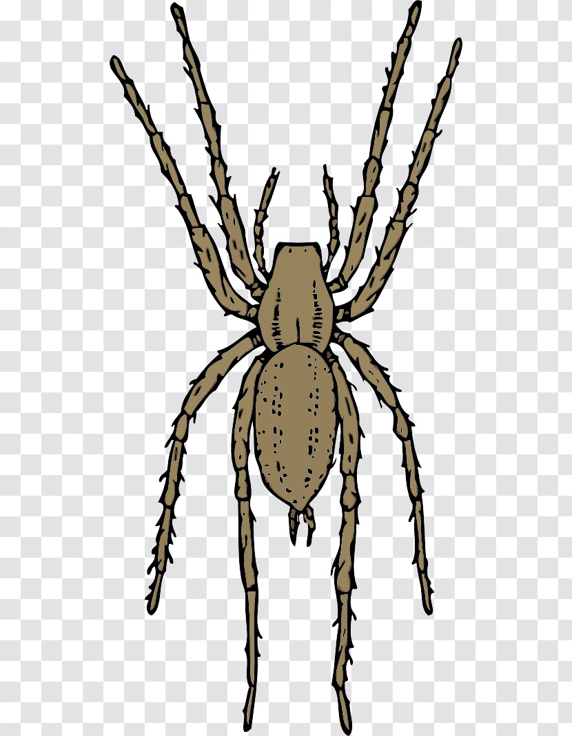 Spider Orb-weaver Spider European Garden Spider Araneus Cavaticus Arachnid Transparent PNG