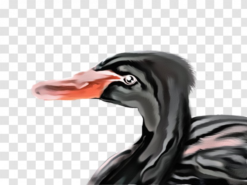 Duck Beak Neck - Ducks Geese And Swans Transparent PNG
