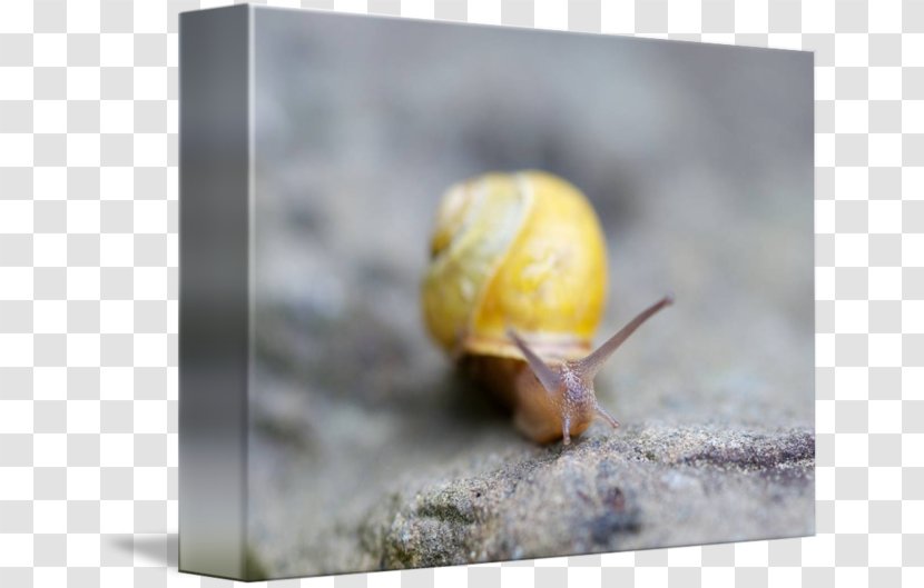 Snail Insect - Snails And Slugs Transparent PNG