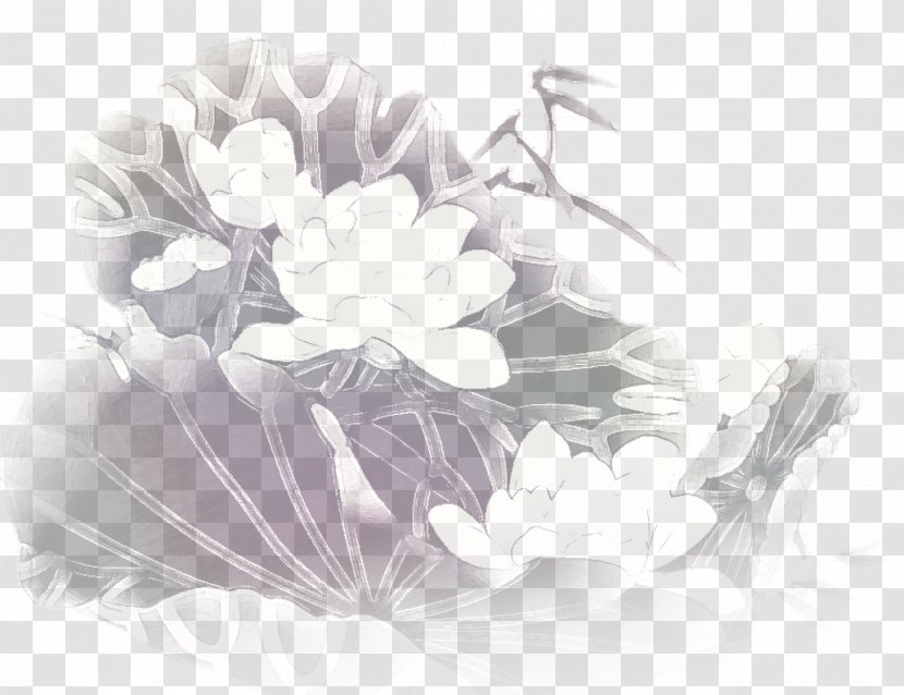 Black And White Nelumbo Nucifera Drawing - Flower - Description Lotus Transparent PNG