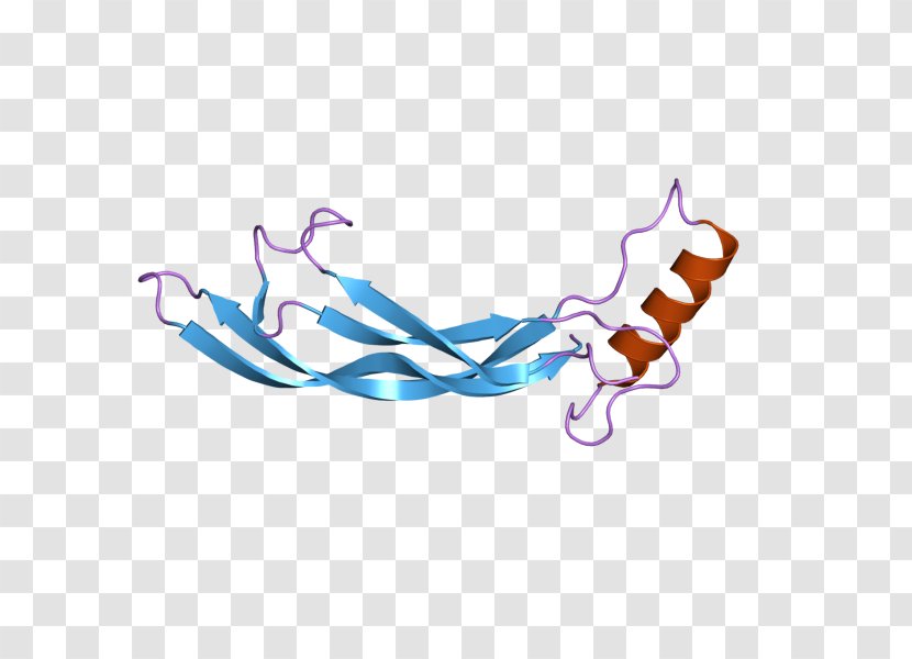 GDF2 Bone Morphogenetic Protein Growth Differentiation Factor Hepcidin - Genome Transparent PNG