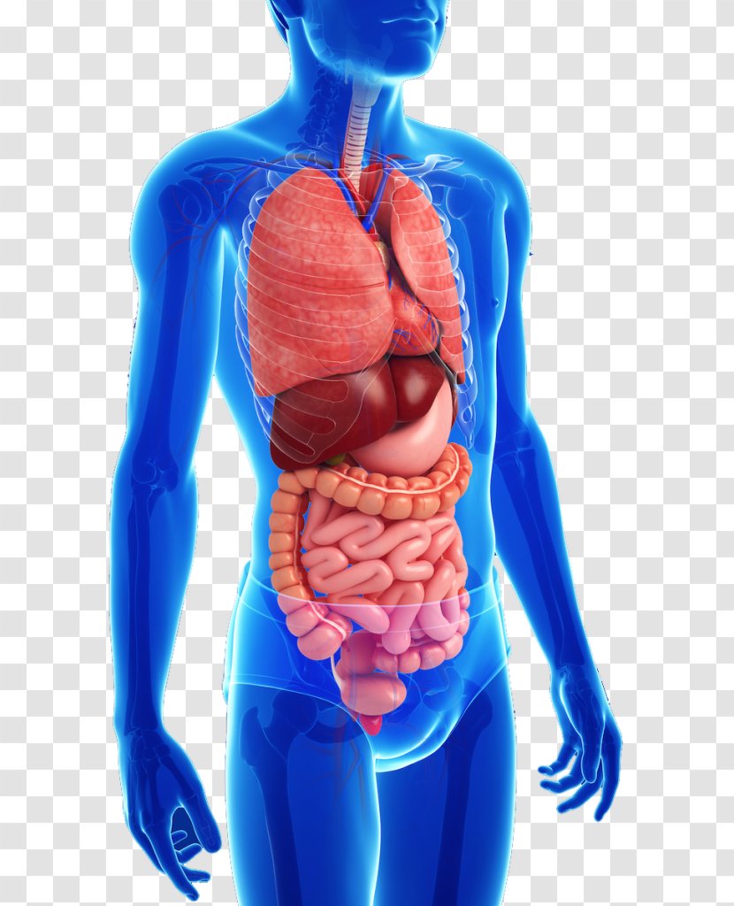 Gastrointestinal Tract Anatomy Human Digestive System Disease Body - Silhouette Transparent PNG