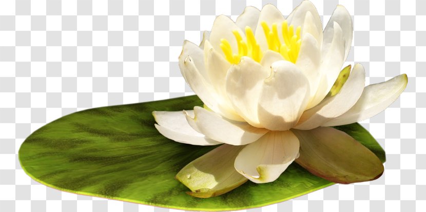 Water Lily Flower Clip Art - Lilies Transparent PNG