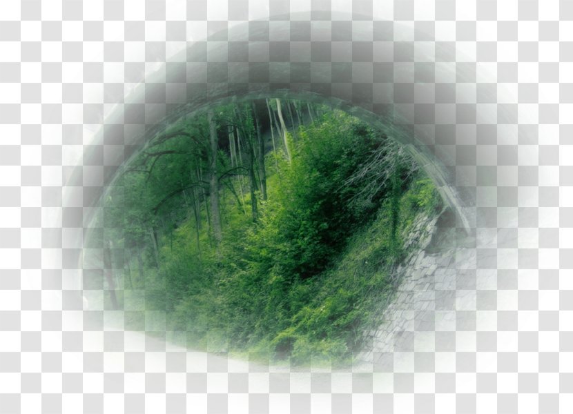 Green Desktop Wallpaper Close-up Computer - Grass Transparent PNG