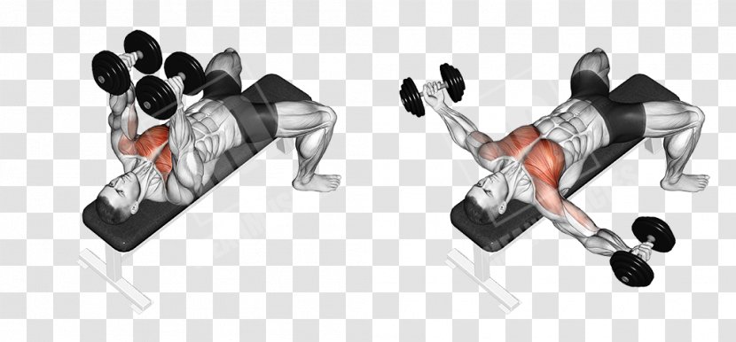 Fly Dumbbell Bench Press Exercise - Flower - Biceps Workout Dumbbells Illustrations Transparent PNG