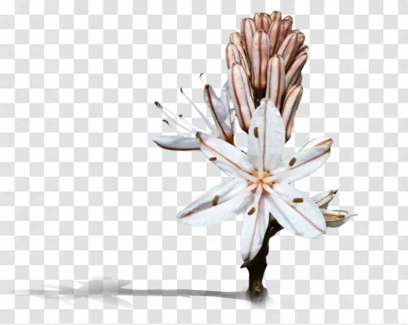 Petal Cut Flowers - Twig - Adobe Technical Communication Suite Transparent PNG