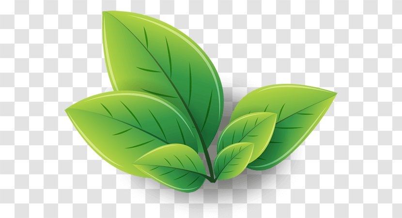 Green Tea Energy Shot Iced Matcha - Leaft Transparent PNG