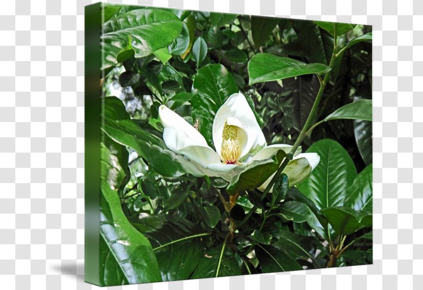 Tea Plant Camellia Sinensis Flower - Magnolia Painting Transparent PNG