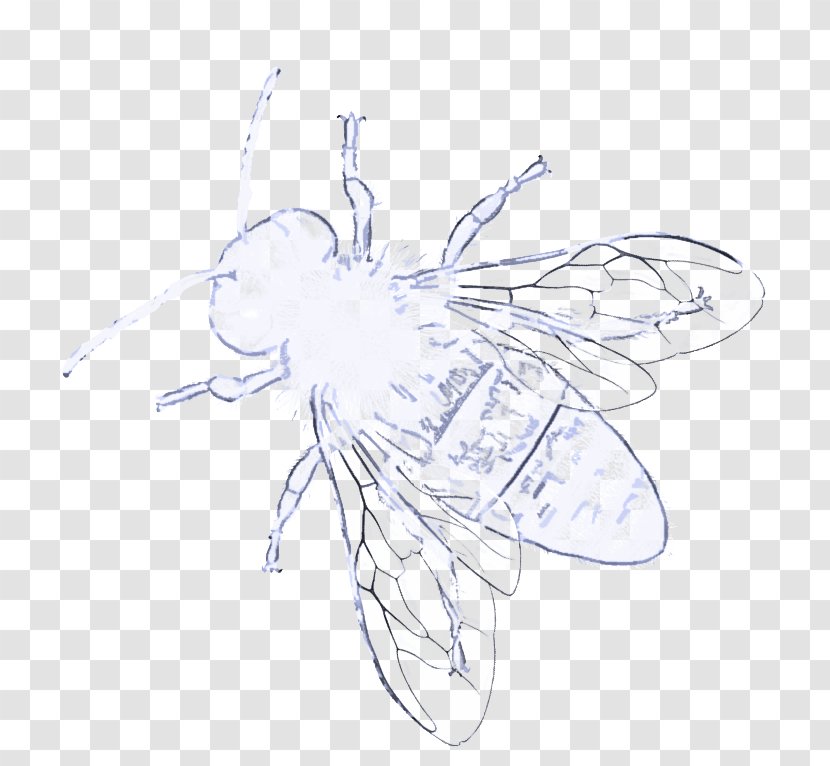 Insect Fly Wing Pest Line Art - Drawing Membranewinged Transparent PNG