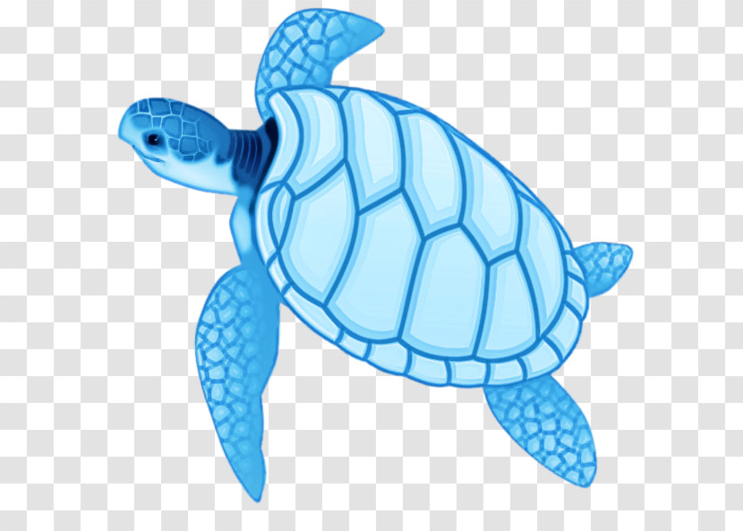 Loggerhead Sea Turtle Sea Turtles Tortoise M Sea Fish Transparent PNG