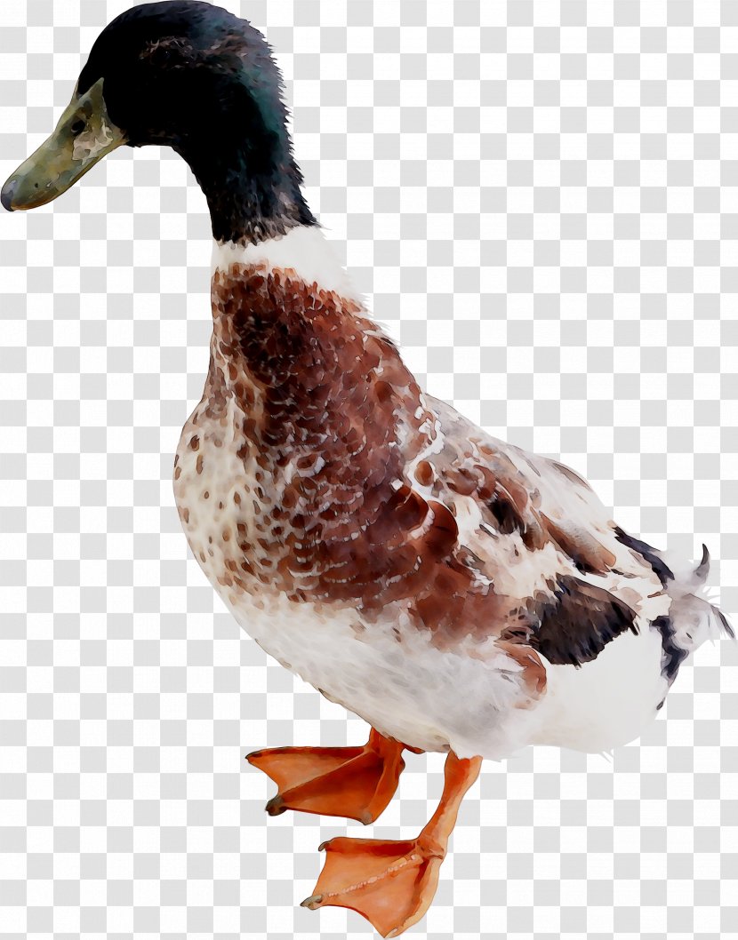 Mallard Duck Goose Bird Verse Transparent PNG