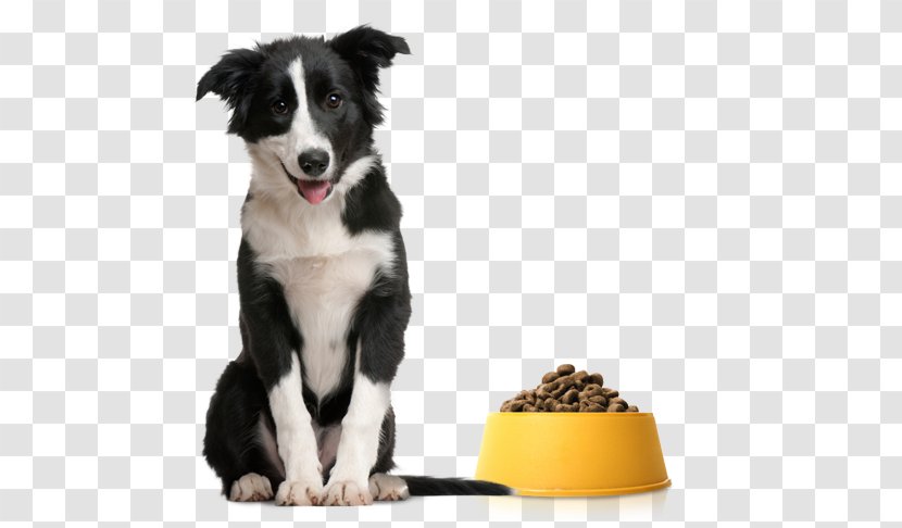 Dog Training Pet Dog-E-Clips Crate - Like Mammal - Astoria Column Top Transparent PNG